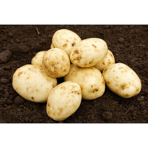 JBA Maris Bard Seed Potatoes 2kg