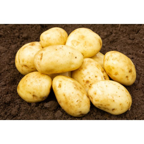 JBA Maris Piper Seed Potatoes 2kg