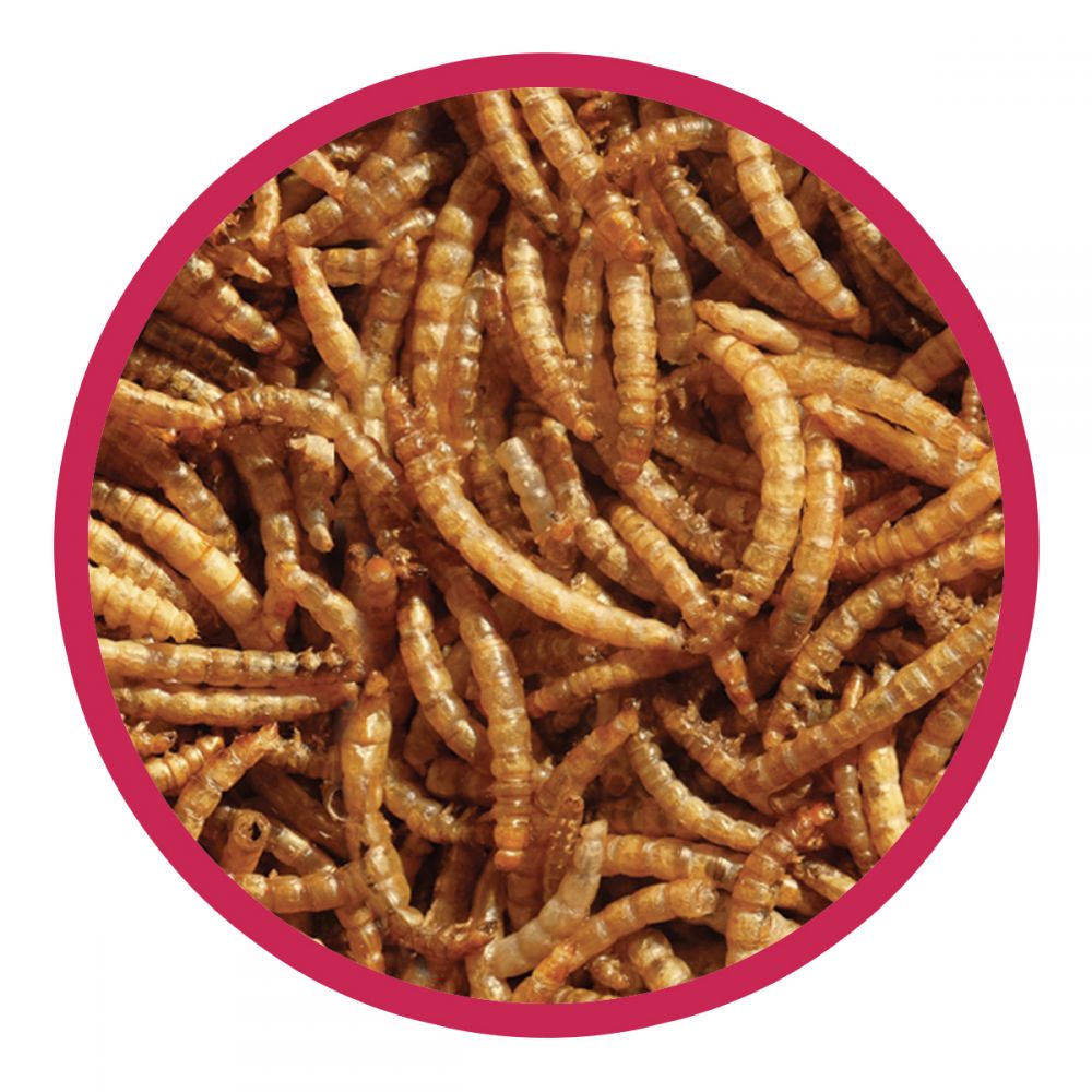 Walter Harrison's High-Energy Mealworms Pouch 1kg