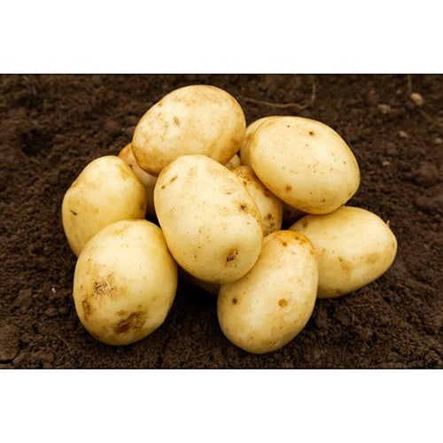 JBA Nadine Seed Potatoes 2kg