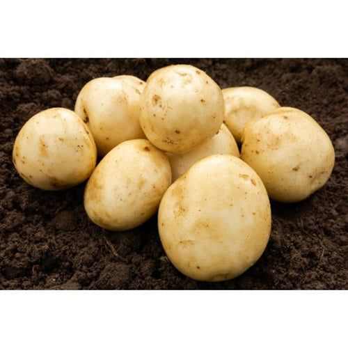 JBA Pentland Javelin Seed Potatoes 2kg