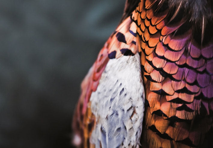 Country Matters Pheasant Mug