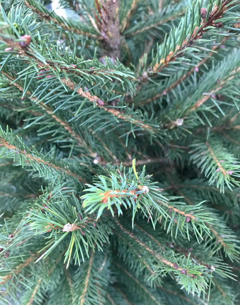 Real Pot Grown Norway Spruce Christmas Tree