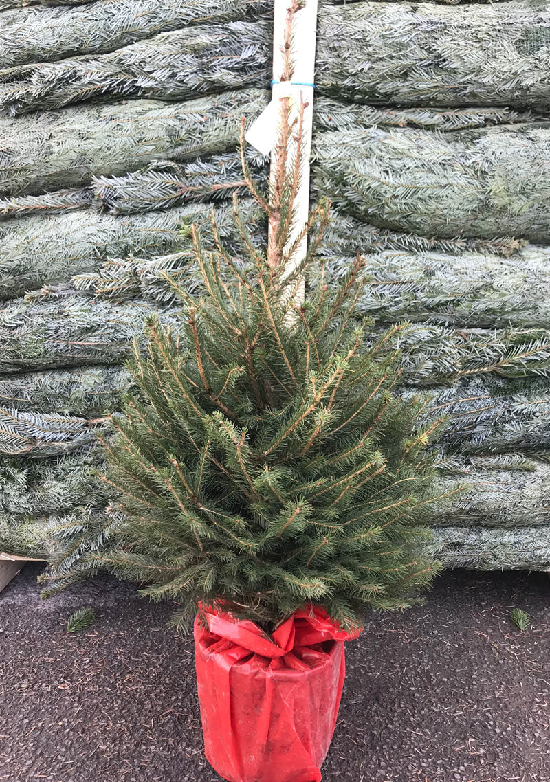 Real Pot Grown Norway Spruce Christmas Tree
