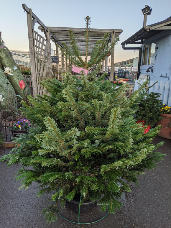 Real Premium Nordmann Fir Christmas Tree