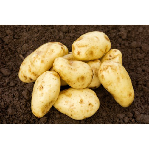 JBA Sharpes Express Seed Potatoes 2kg