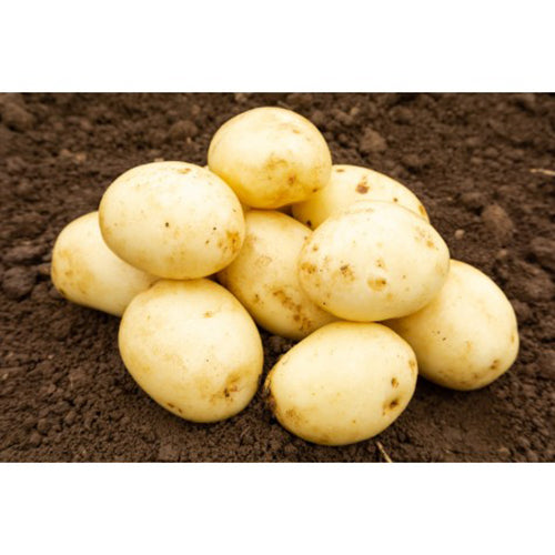 JBA Winston Seed Potatoes 2kg